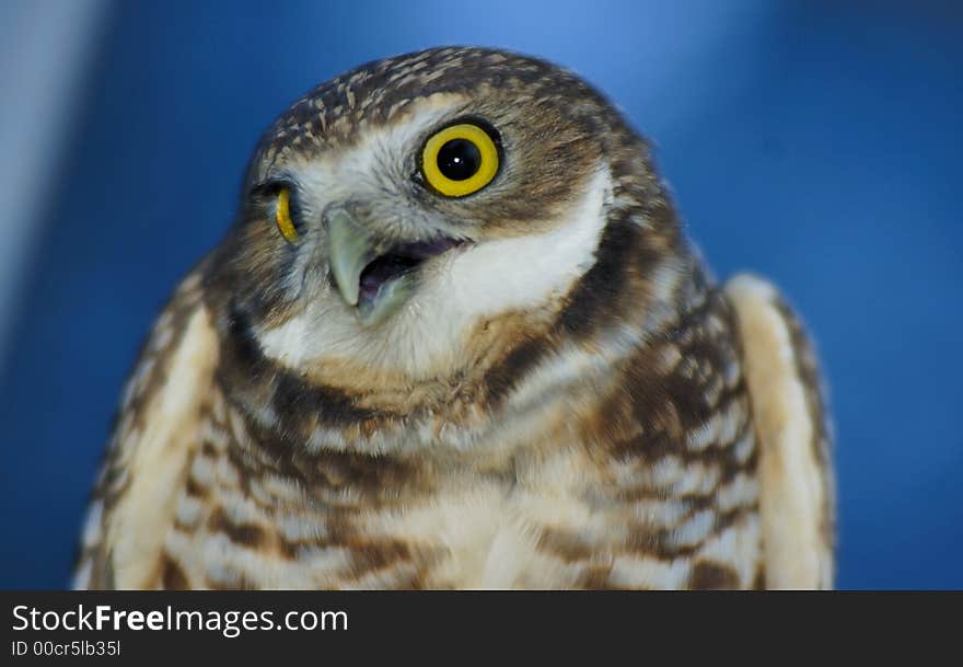 Burrowing Owl (portrait_3)