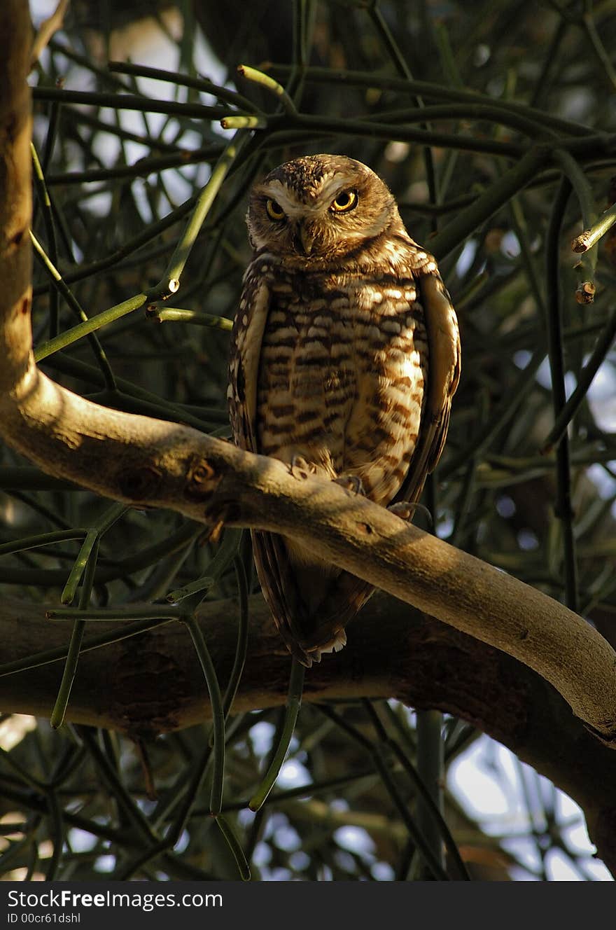 Burrowing Owl on the tree