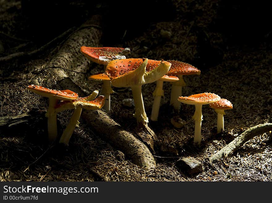 The red dotted toadstools growing in forest. The red dotted toadstools growing in forest