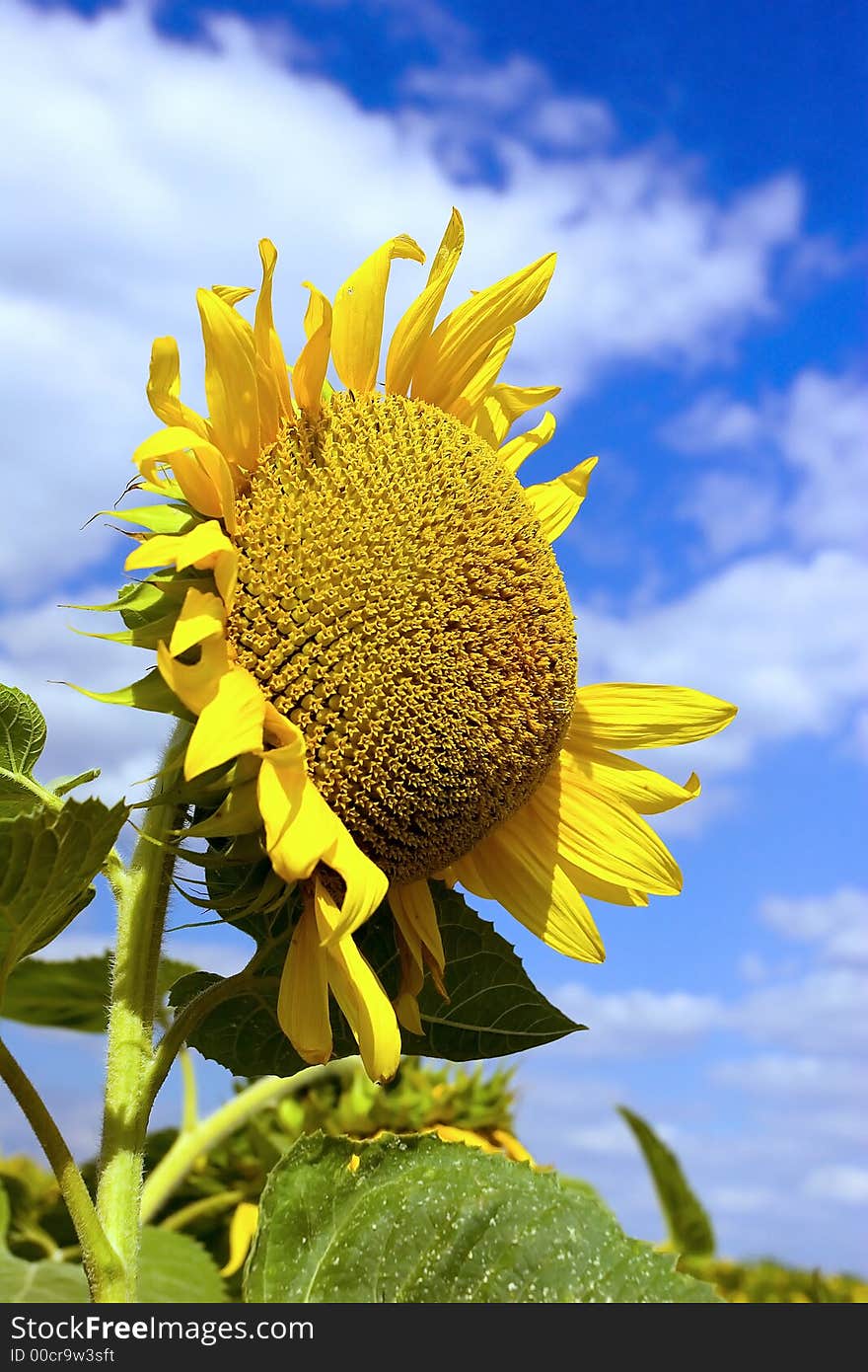 Sunflower in a sunny day