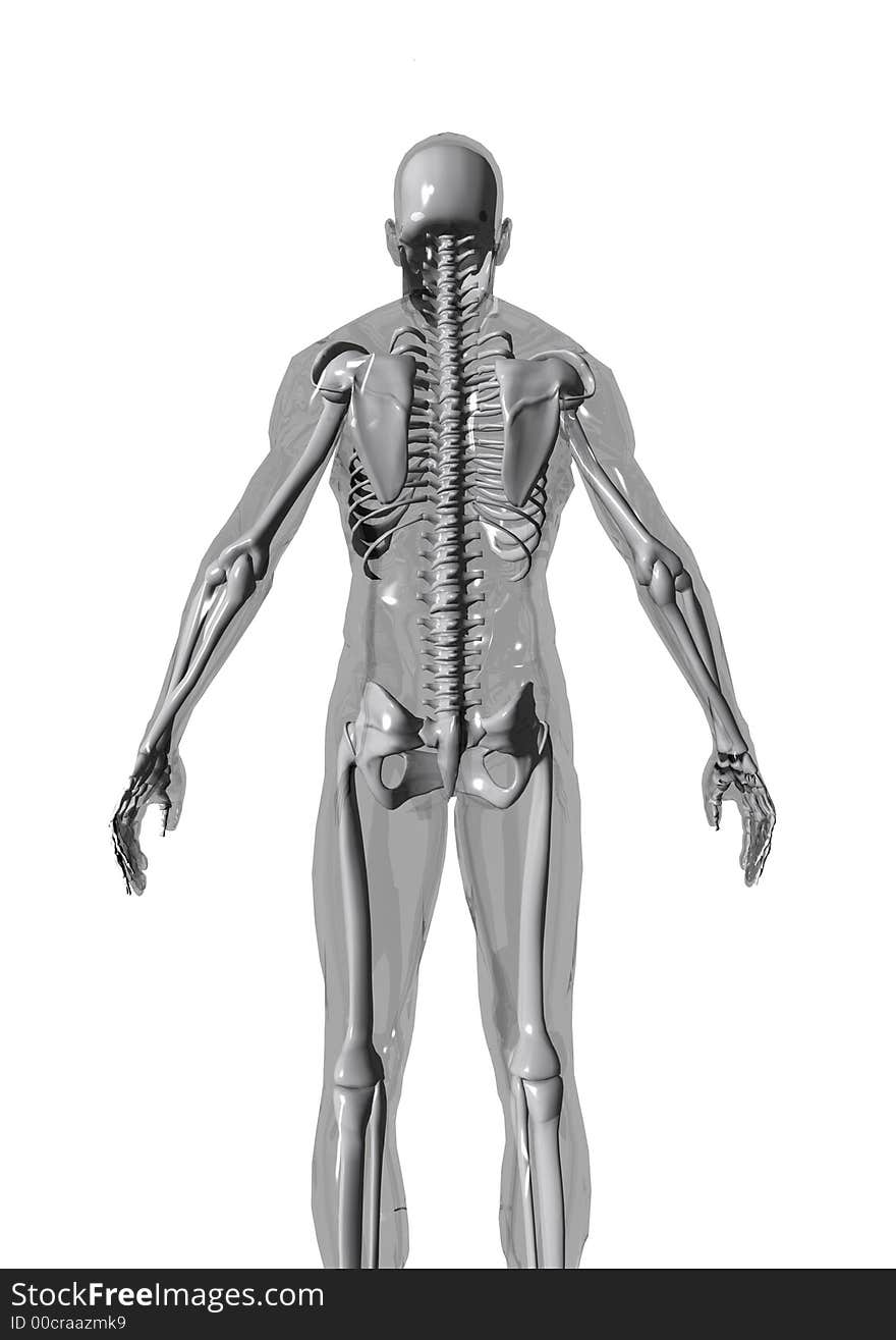 Anatomically correct 3D model of human body isolated on white background. Anatomically correct 3D model of human body isolated on white background.