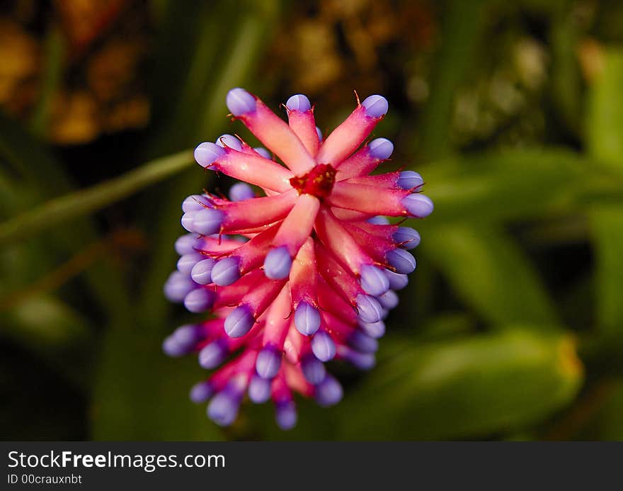 Blue and red flower