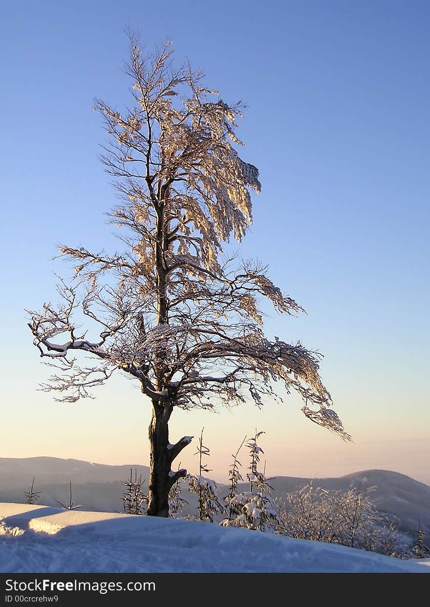 A tree on the top of a mountain in the winter