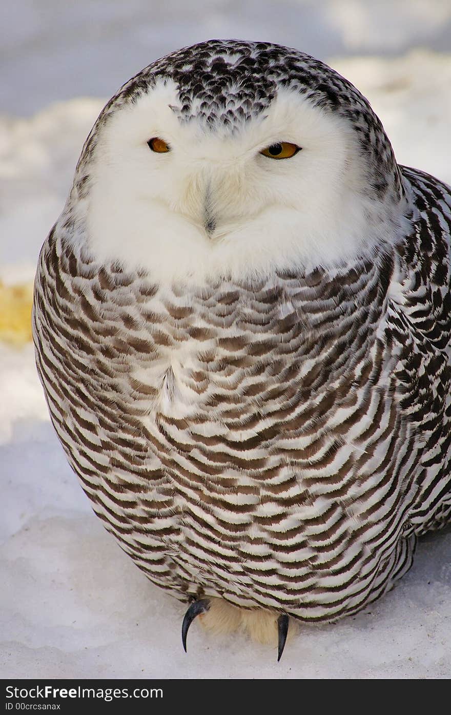 Snowy Owl (female)