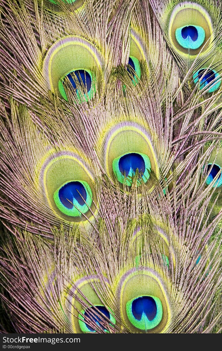 The fan of a peacock taken in closeup. The fan of a peacock taken in closeup