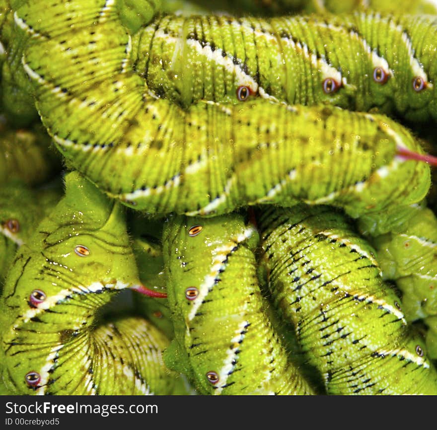 These are horned worms found in a garden, attacking a tomatoe plant. These are horned worms found in a garden, attacking a tomatoe plant.