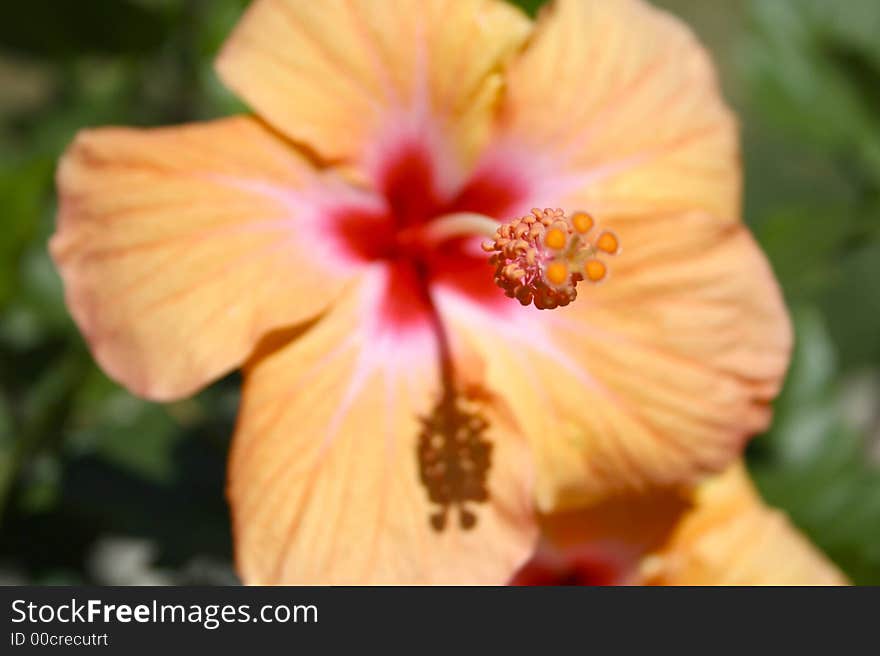 Hibiscus flowers soaking up the sun.