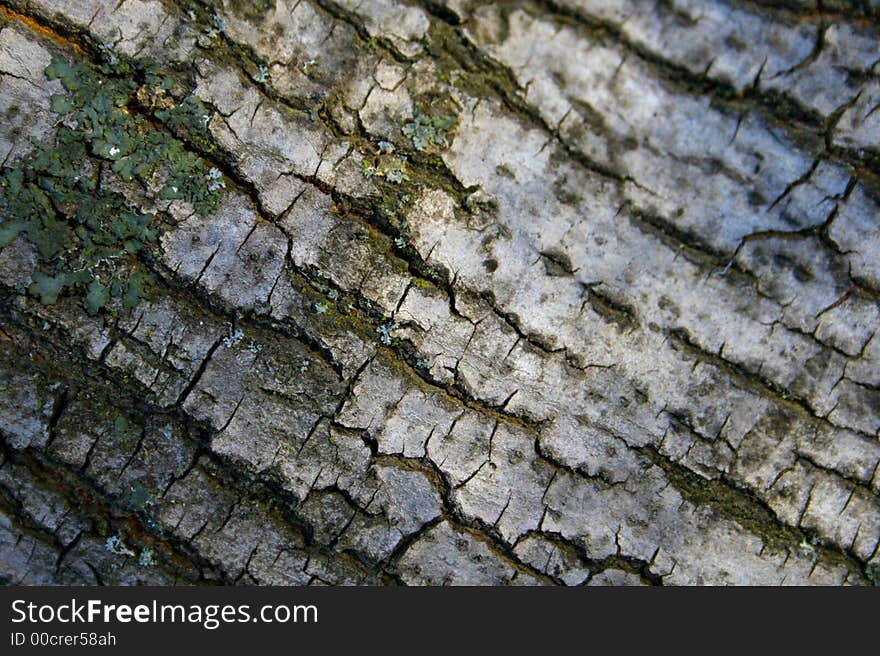 Oak tree bark with moss. Oak tree bark with moss