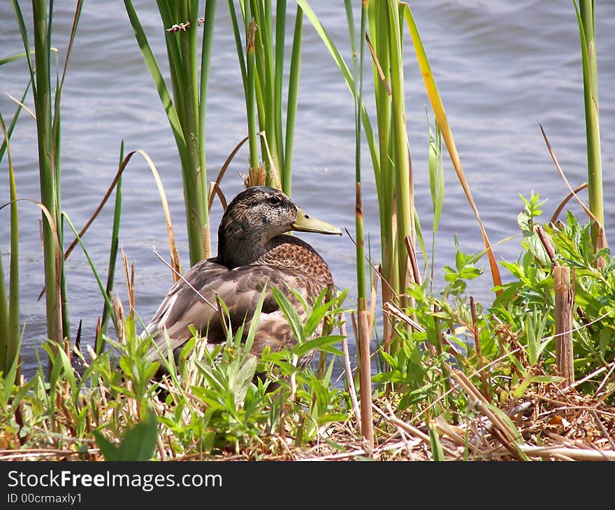 Female Mallard duck sitting on shore