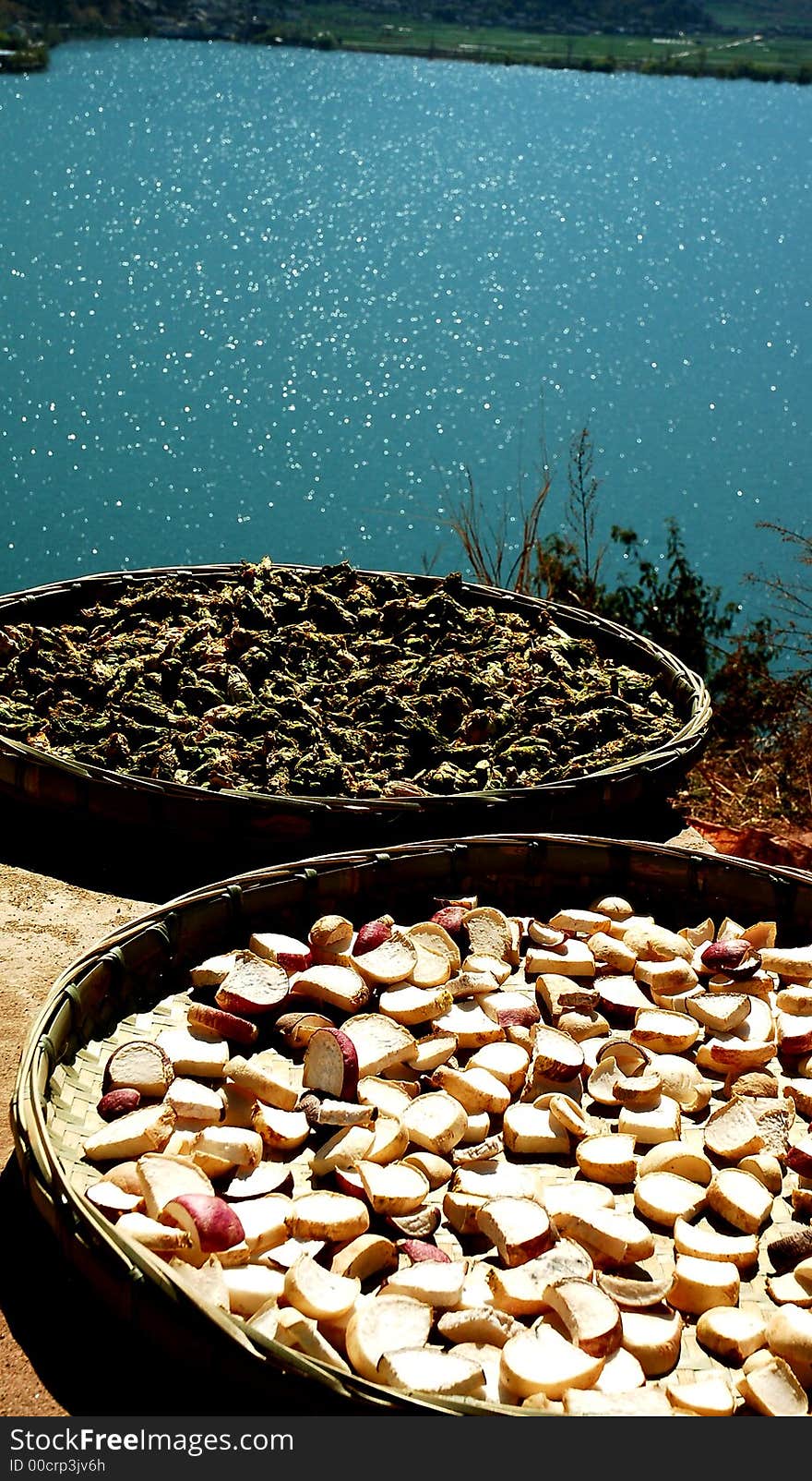 Dried Turnip Seashore