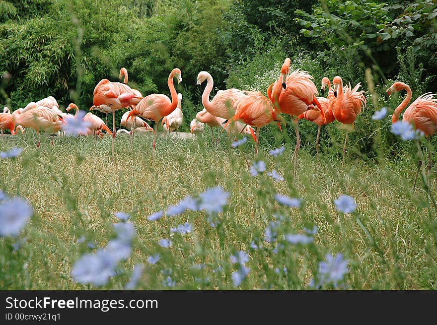 A flock of pink flamingo on green grass