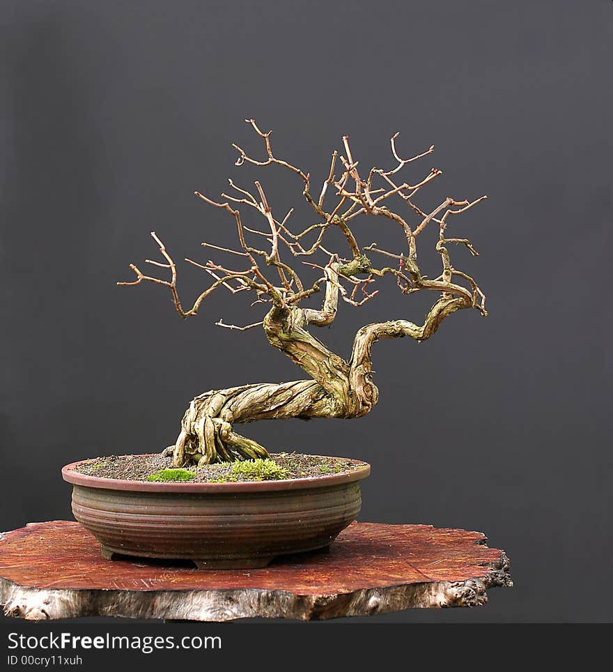 Honeysuckle Bonsai In Winter