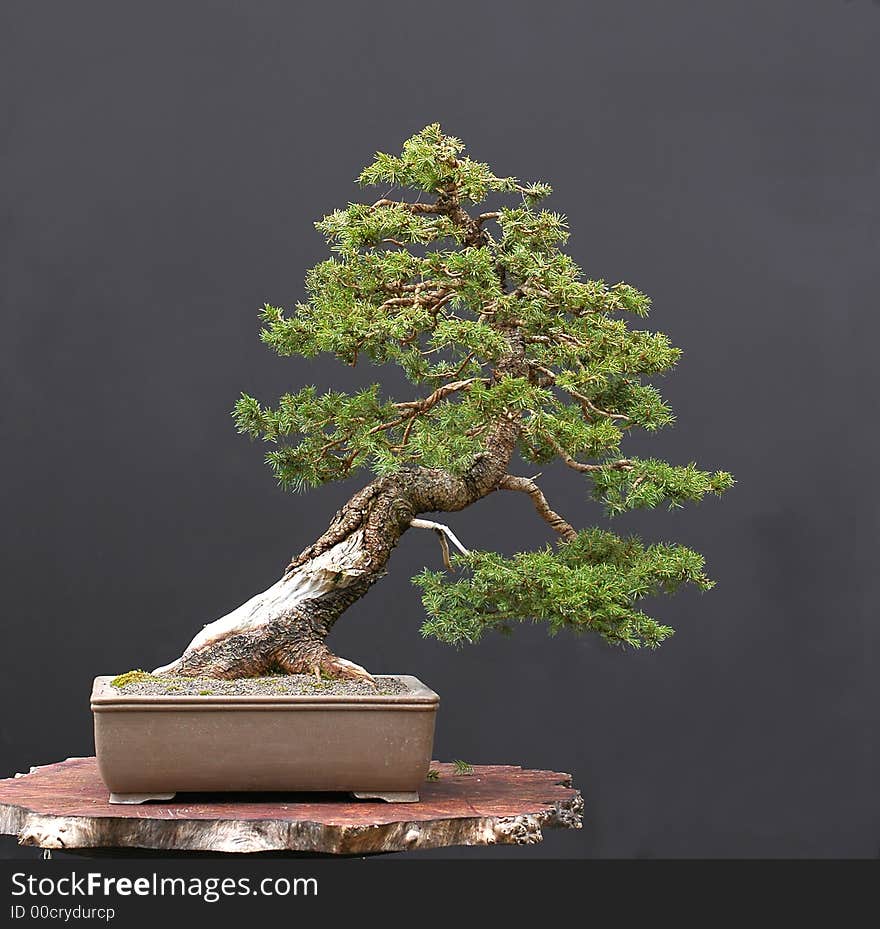 European spruce, Picea abies, 60 cm high, around 100 years old. European spruce, Picea abies, 60 cm high, around 100 years old