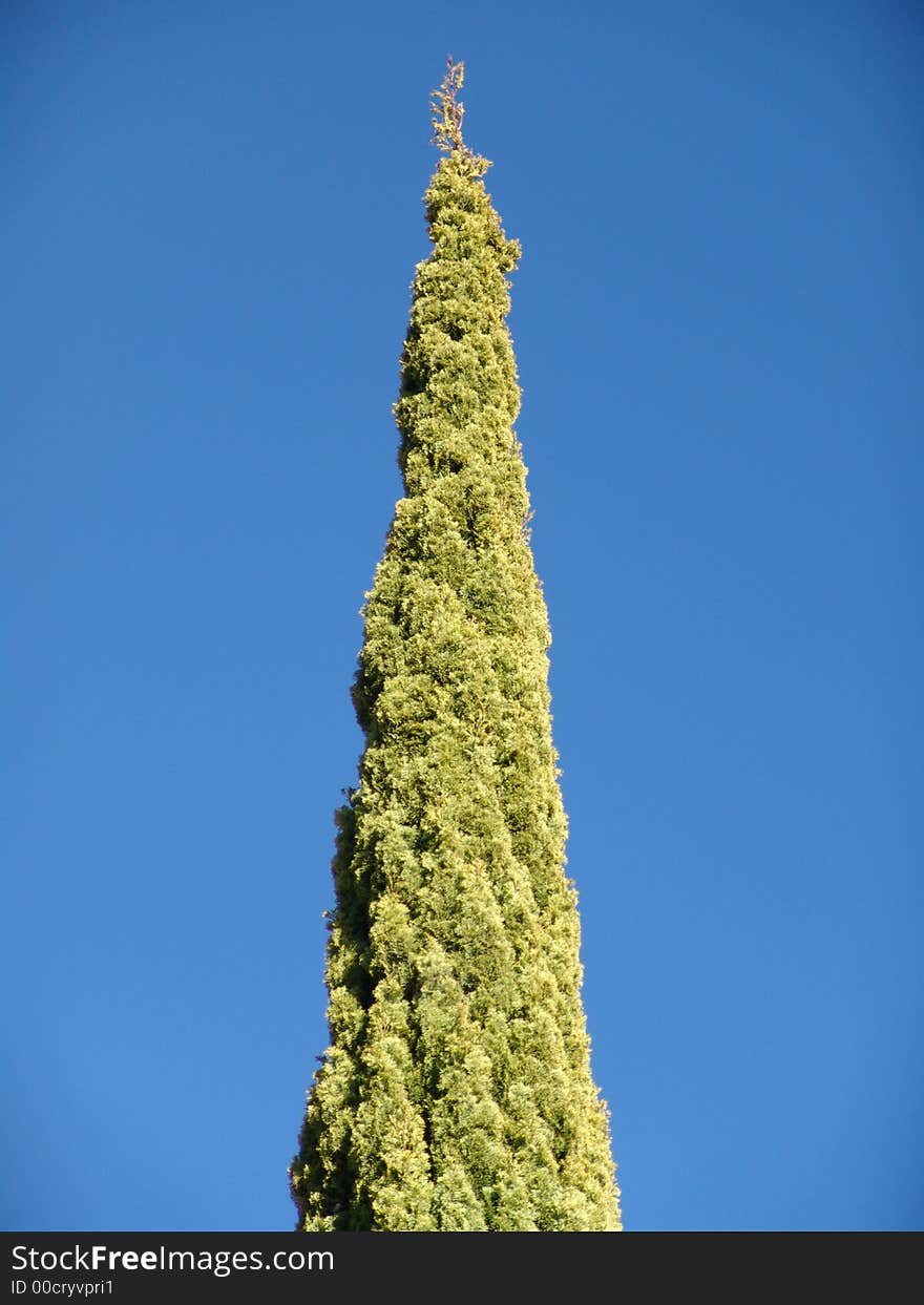 Pine tree on a blue background