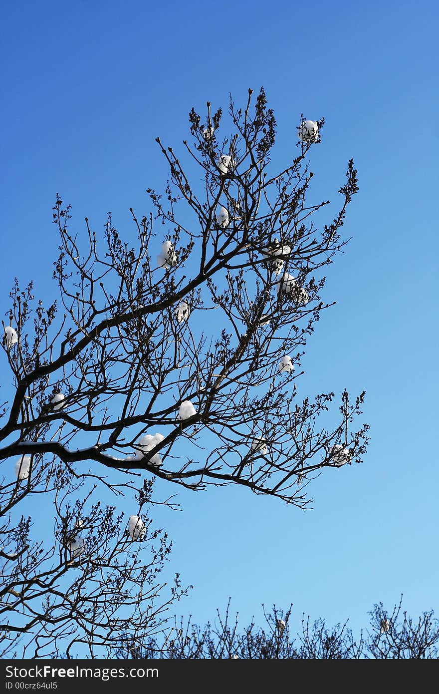 Tree With Snow In Spring