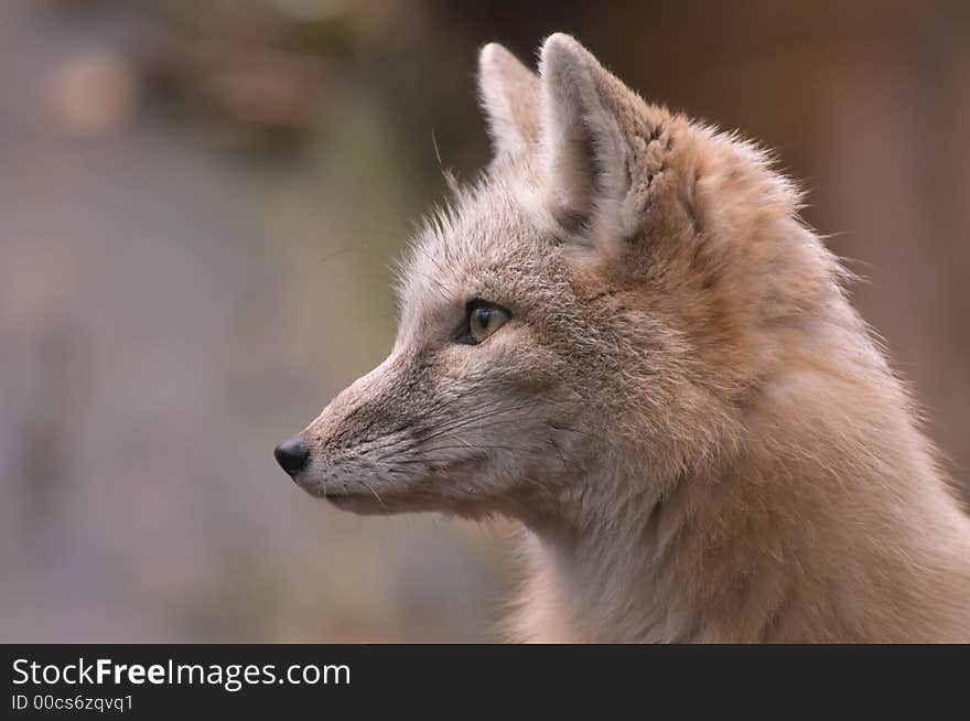 Portrait of a beautiful corsac fox. Portrait of a beautiful corsac fox