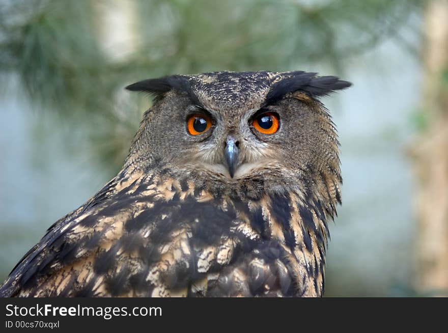 Portrait of a beautiful owl