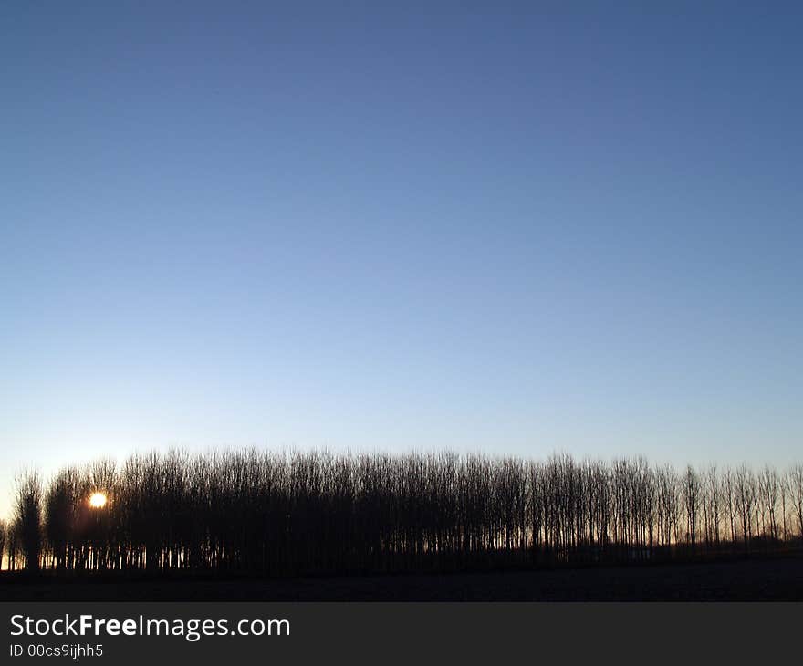 Group of trees meaning unity and the rising sun