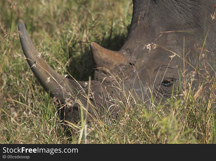 White (squarelipped) rhinoceros in Kruger National Park, South Africa. White (squarelipped) rhinoceros in Kruger National Park, South Africa