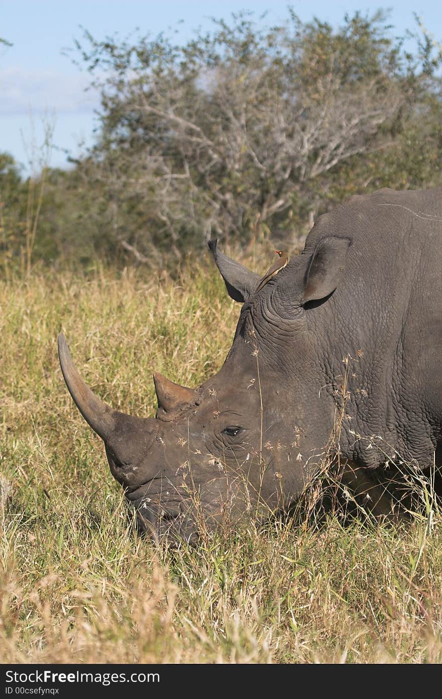 White (Square-lipped) Rhinoceros in Kruger NP. White (Square-lipped) Rhinoceros in Kruger NP