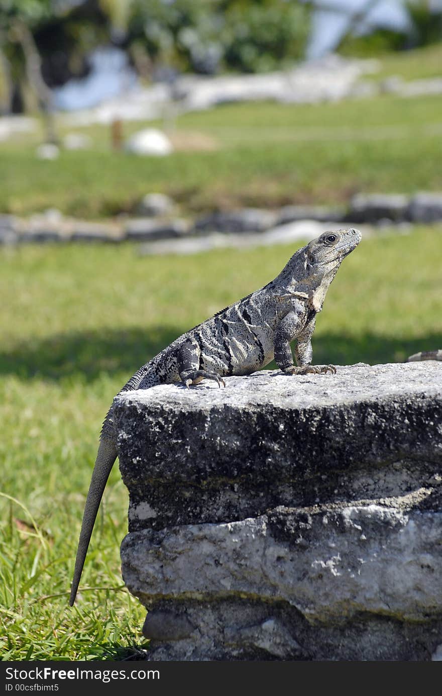 Iguana in Tulum Mexico taking in the sun. Iguana in Tulum Mexico taking in the sun