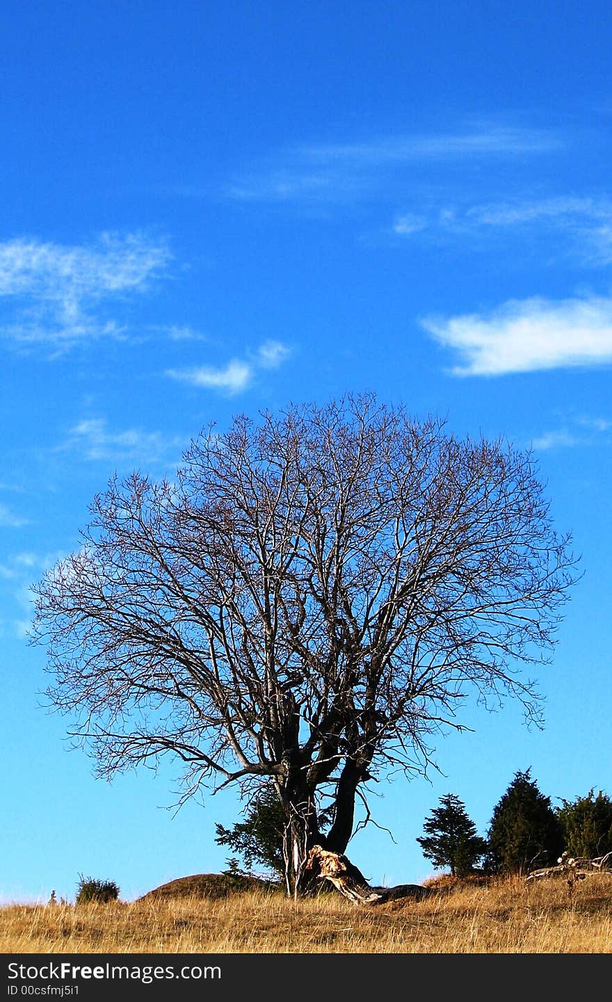 Tree under the blue sky