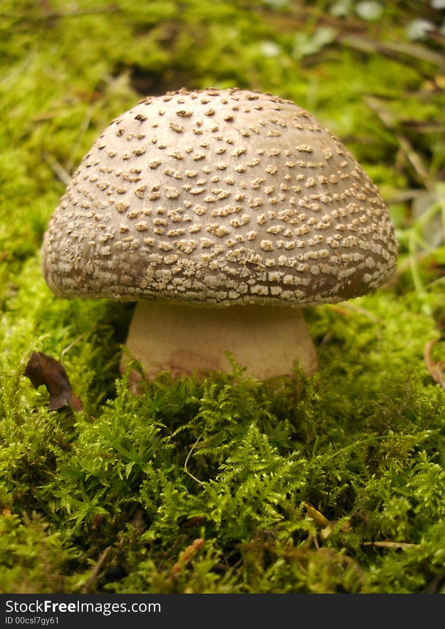 Toadstool