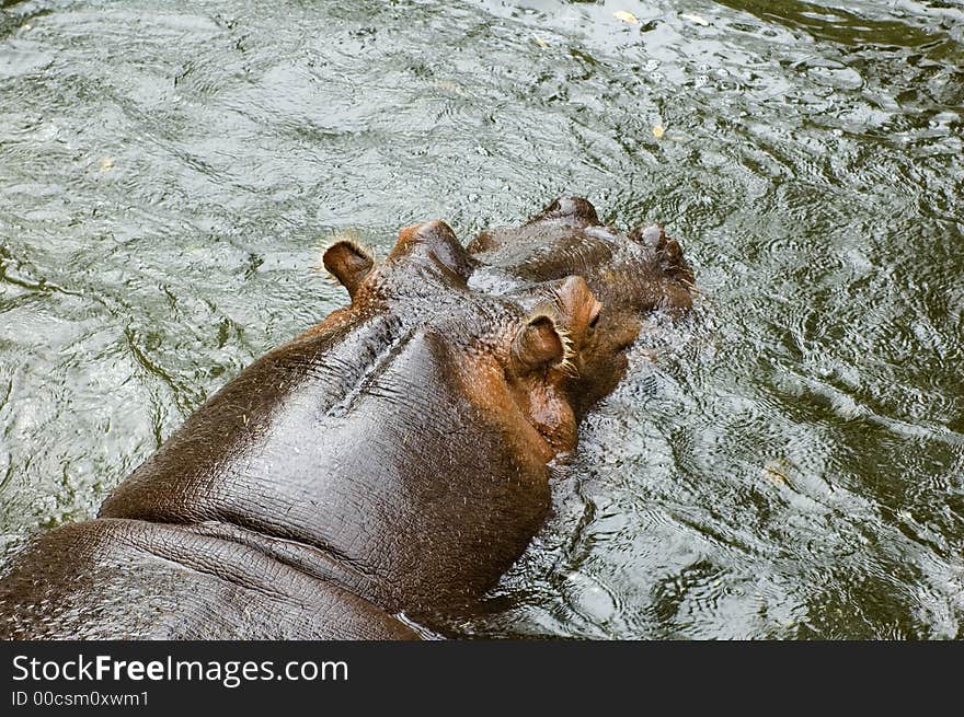 Hippo in Water