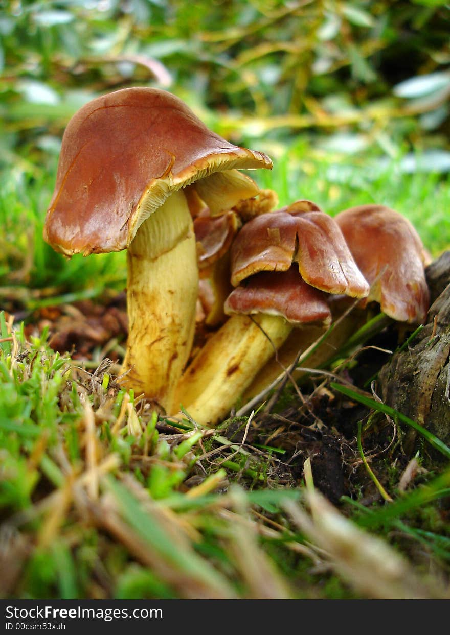 Toadstools on a Tree Stump