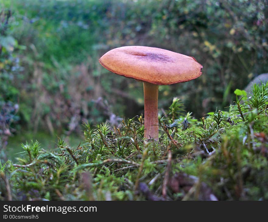 Brown toadstool growing in a bed of moss. Brown toadstool growing in a bed of moss