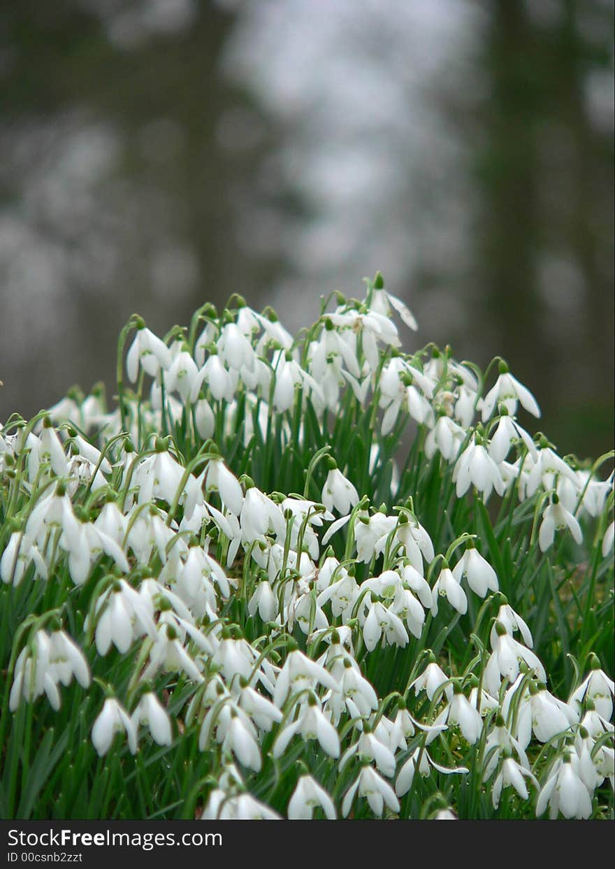 Spring snowdrops