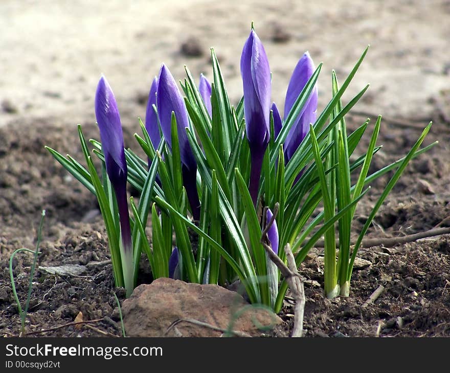 Clump of blue crocus not fully opened yet