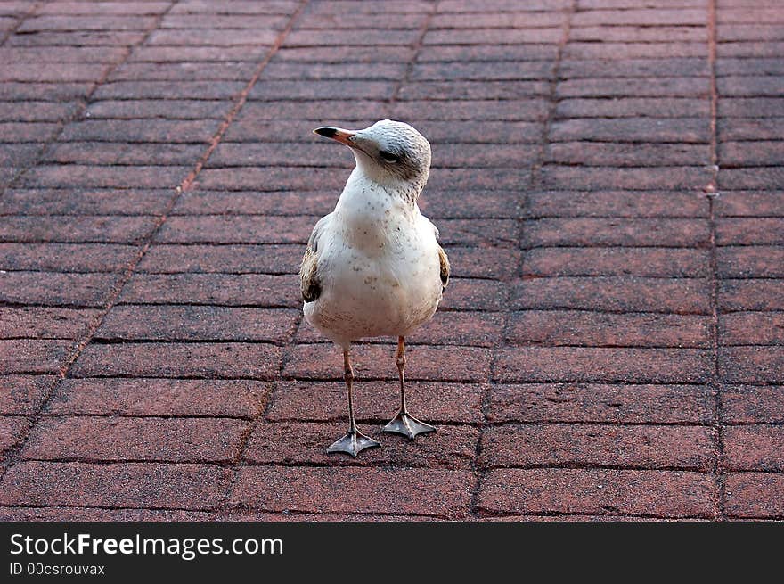 This image of a silly seagull was taken in Lake Buena Vista, Florida