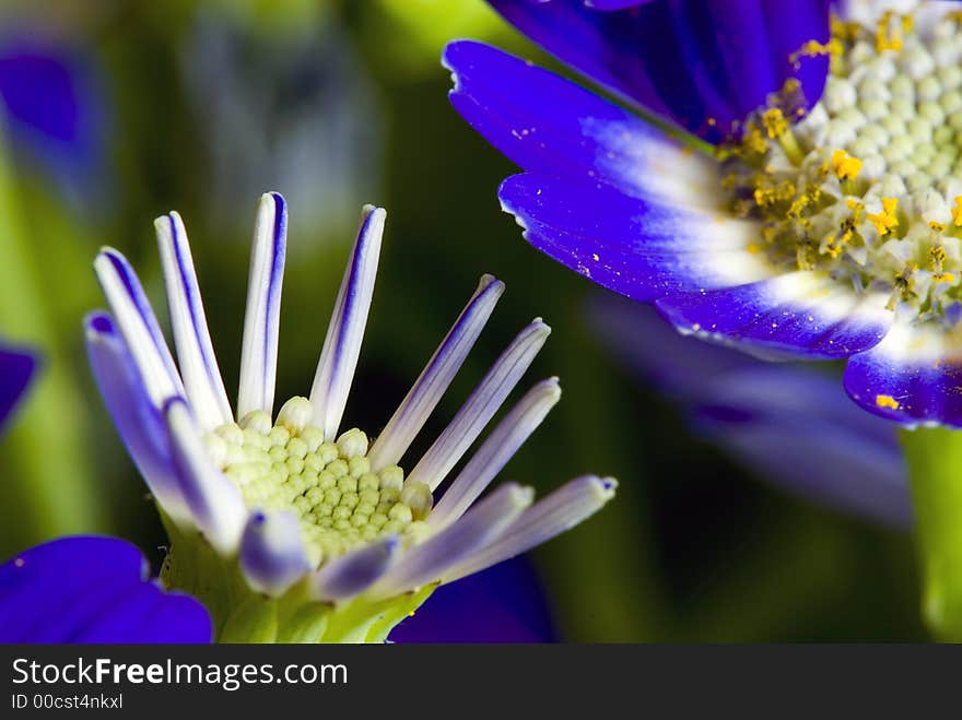 Close up image of a blue flower with a bud starting to open