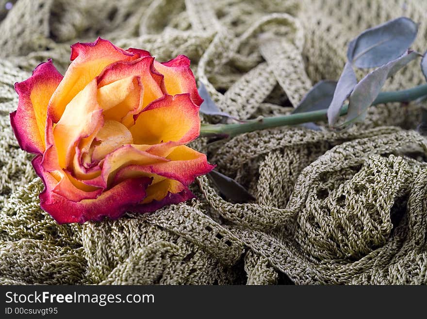 Shoot of nice abstract composition with flowers.