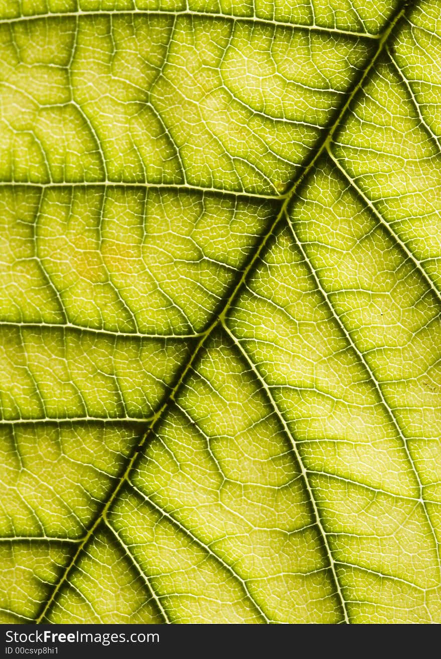 Leaf background