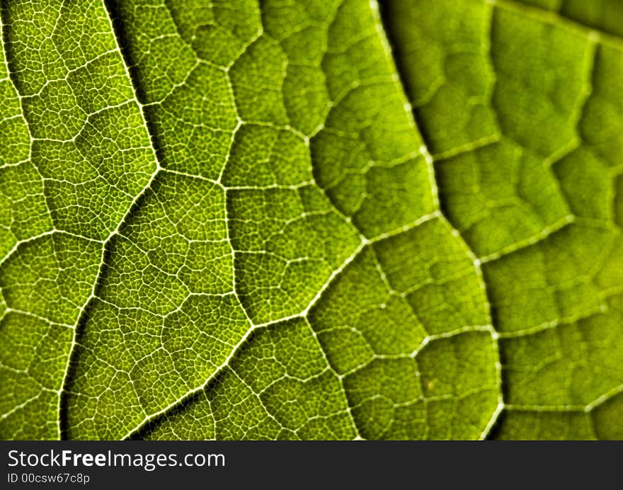 Leaf Background