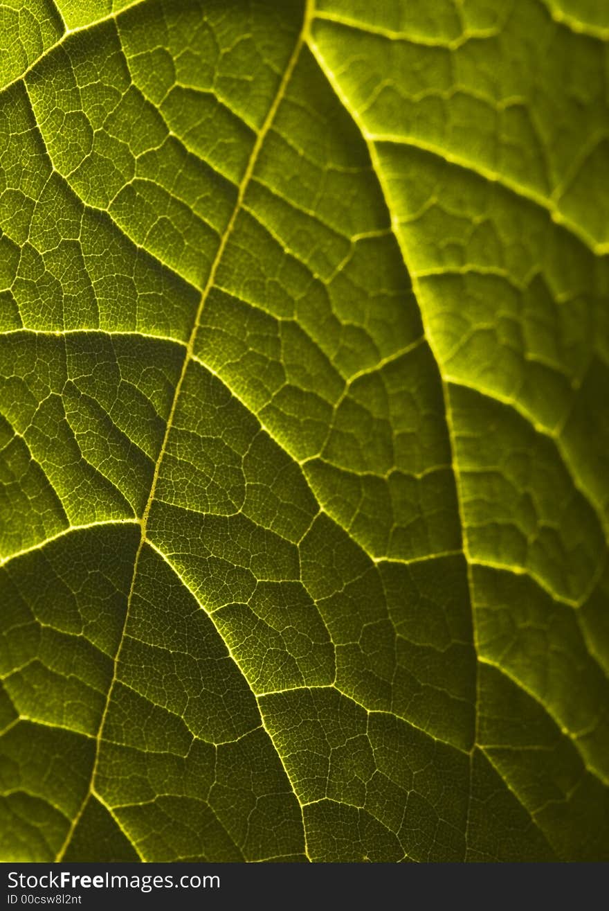 Leaf background