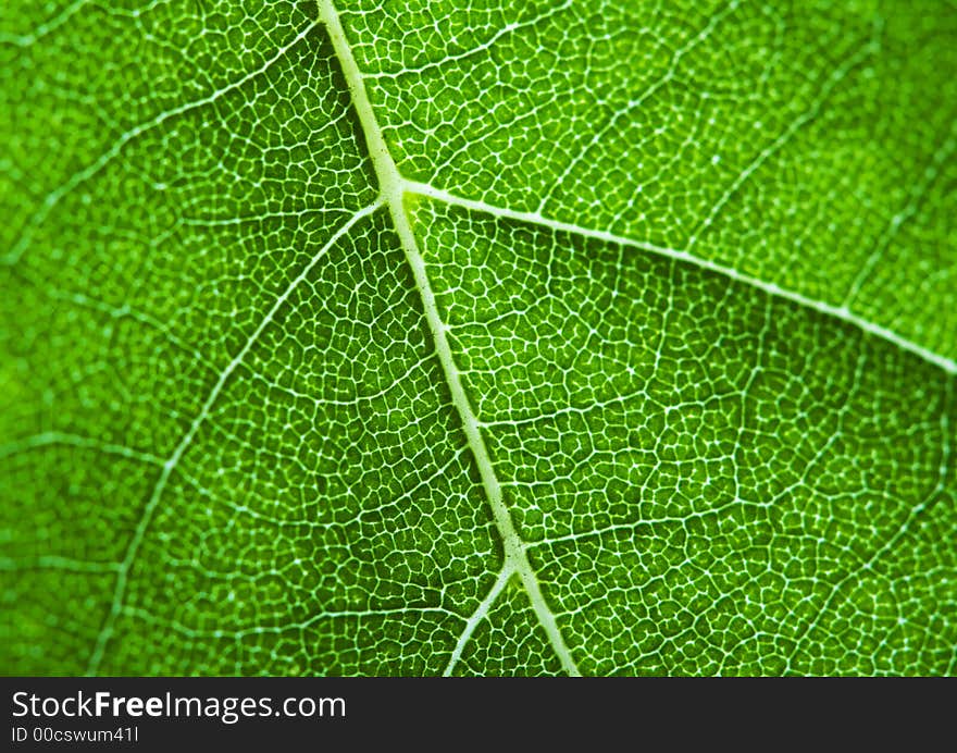 Closeup Leaf