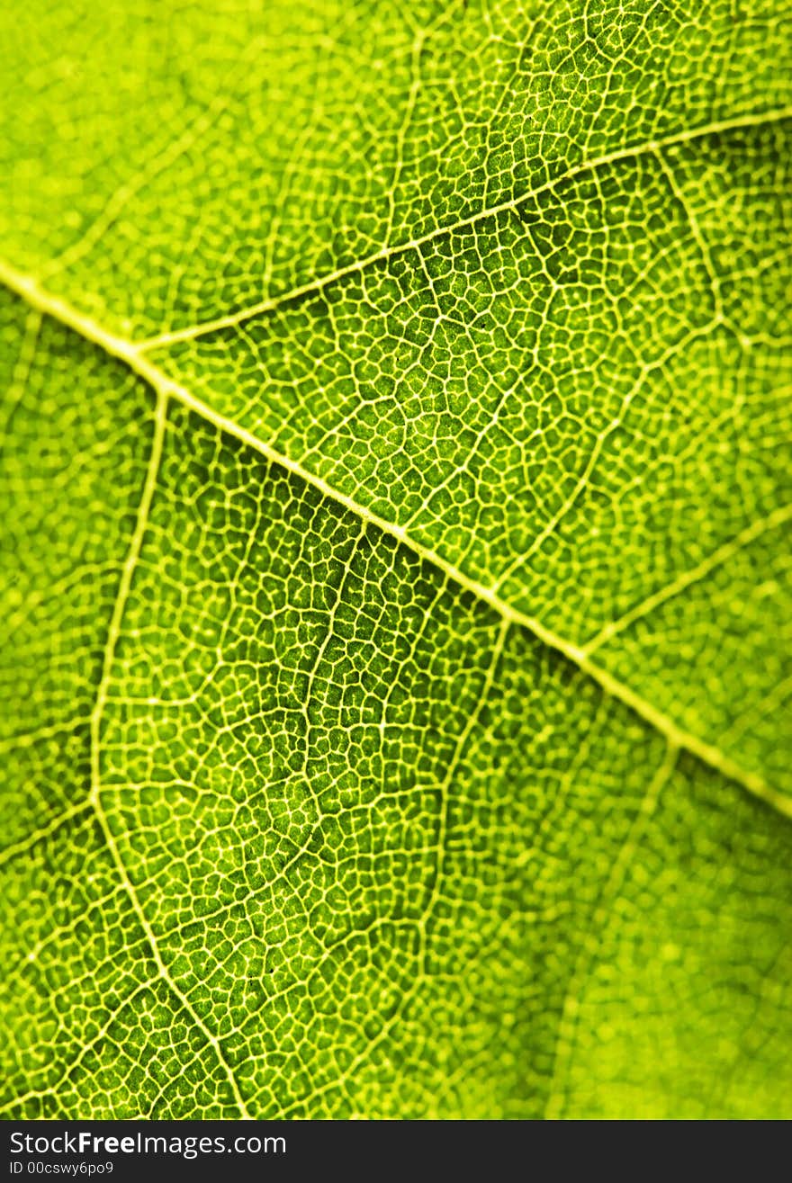 Closeup leaf