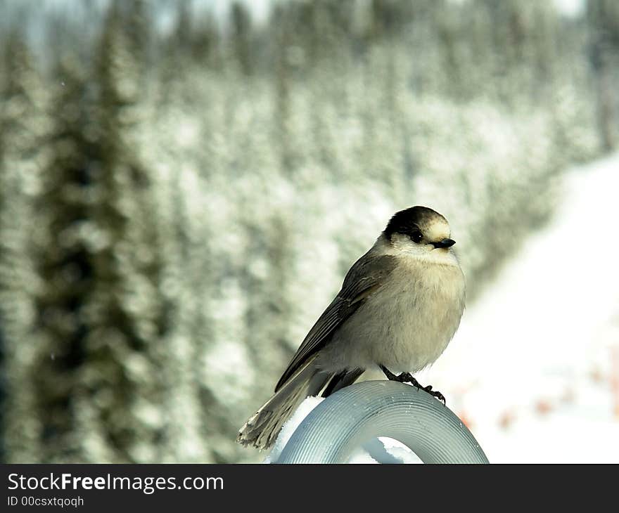 Also known as the Canada Jay or Gray Jay