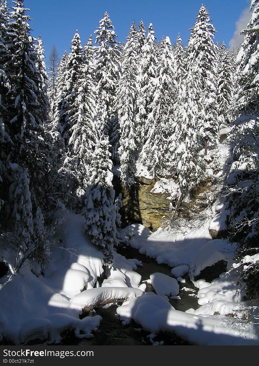 Snow covered trees