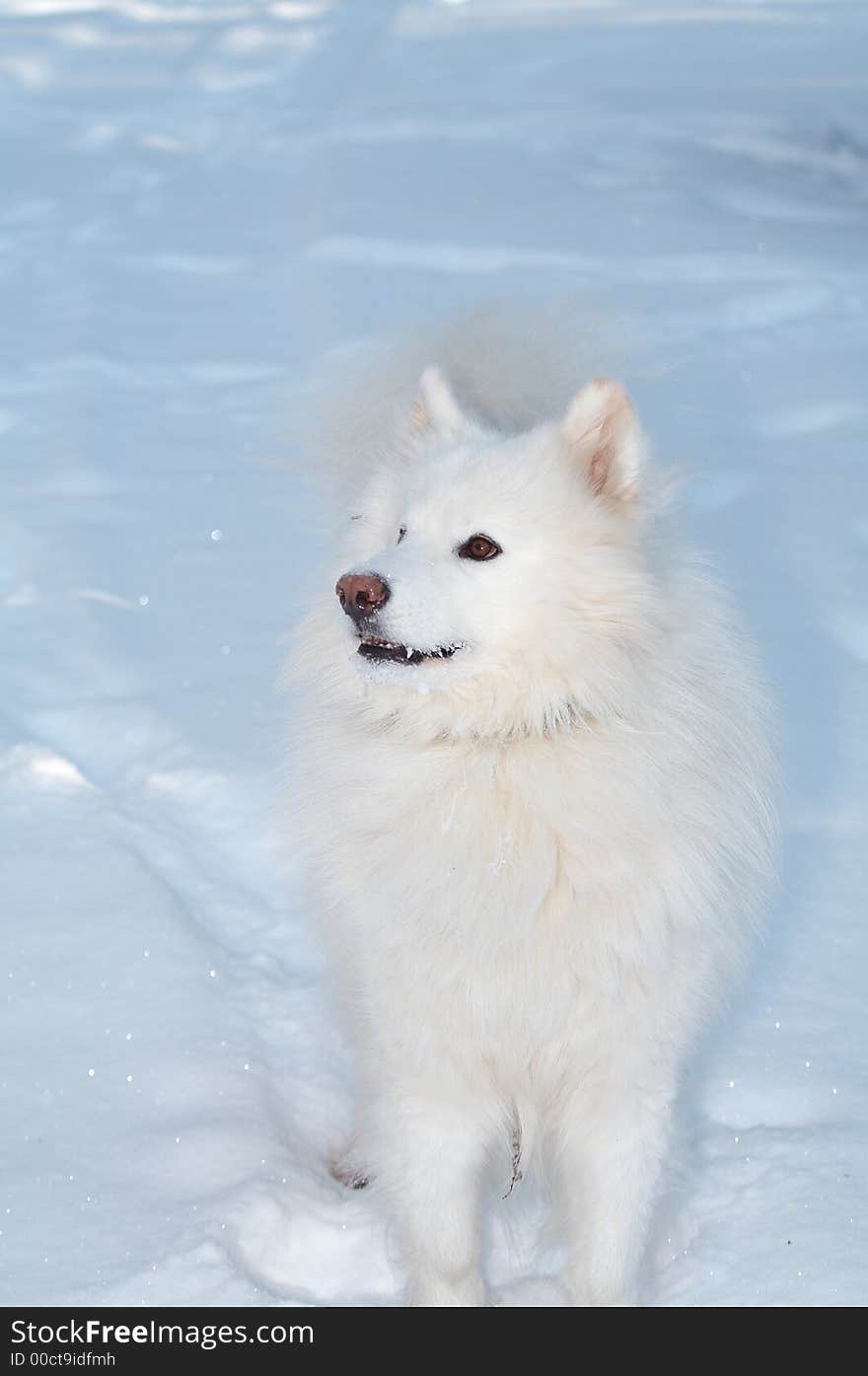 Samoed's dog in winter forest