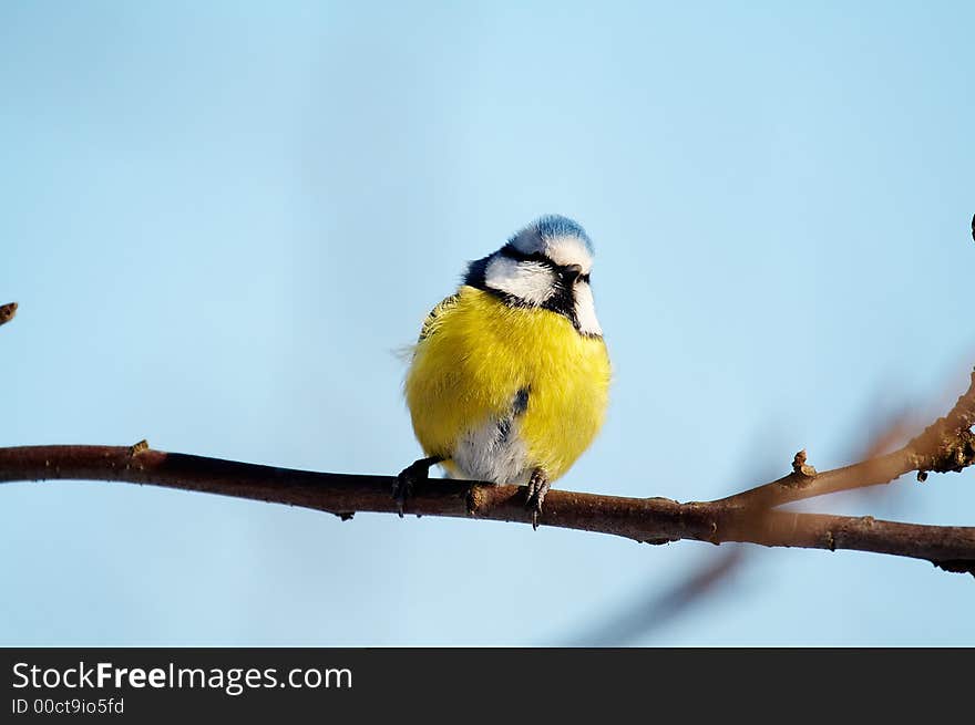 Blue tit (Parus caeruleus) on branch