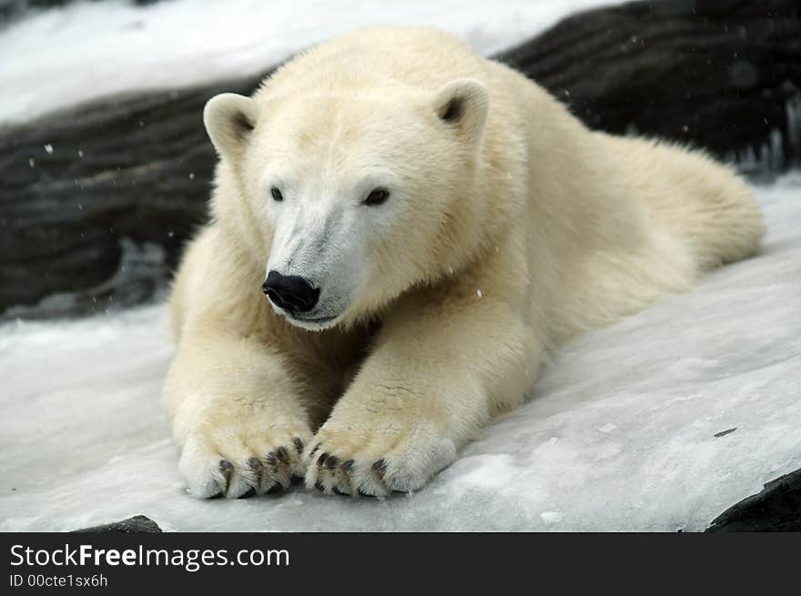 Polar bear