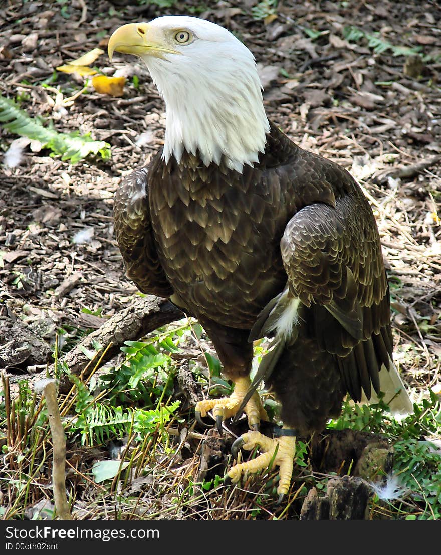 This is a southern bald eagle, taken n tampa florda