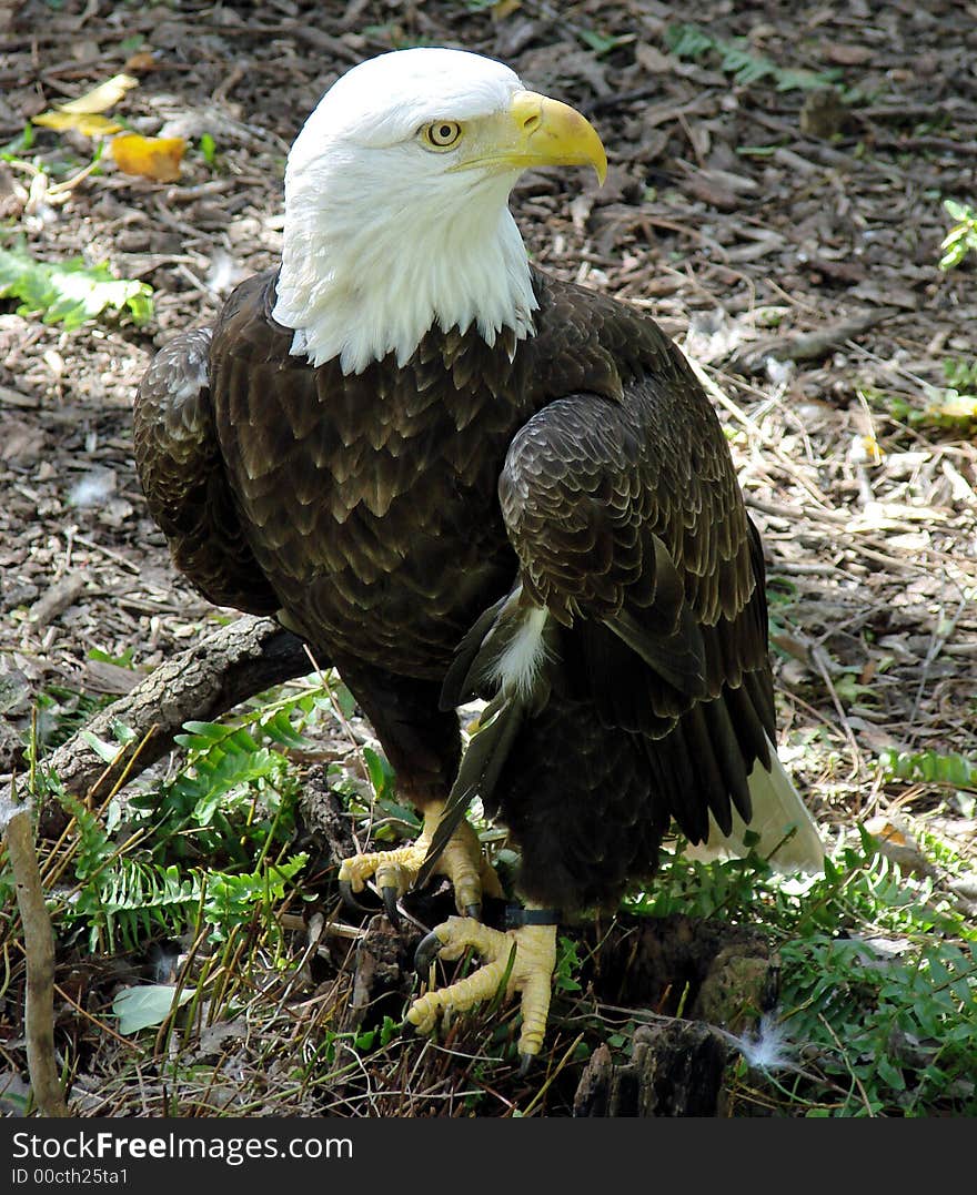 This is a southern bald eagle, taken n tampa florda