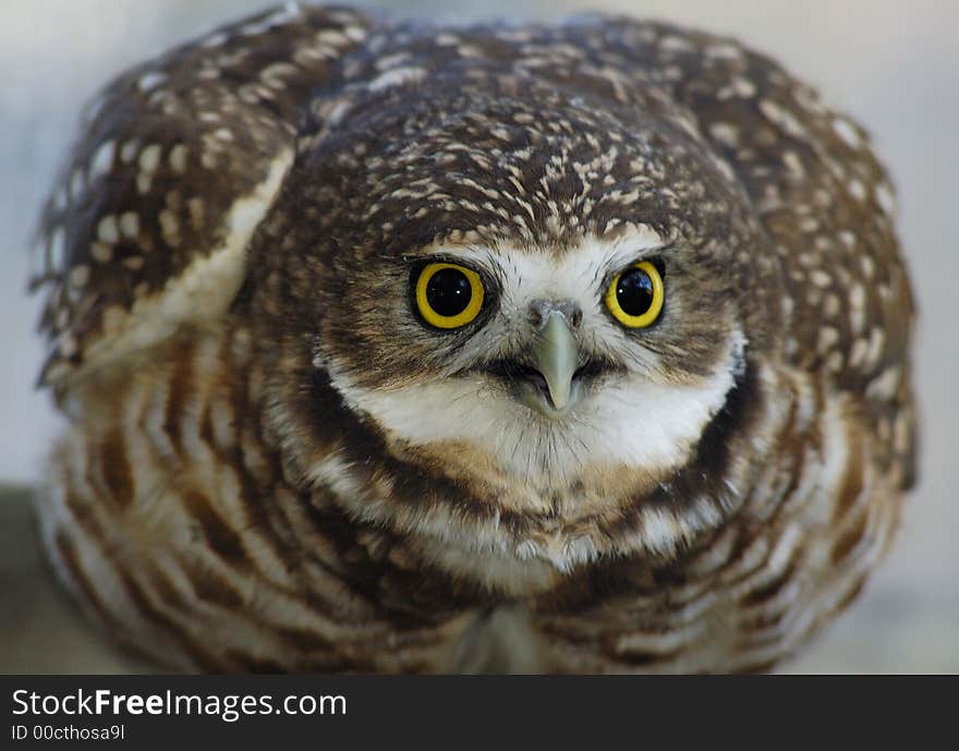 Burrowing Owl (Speotyto cunicularis) -portrait of angry owl. Burrowing Owl (Speotyto cunicularis) -portrait of angry owl