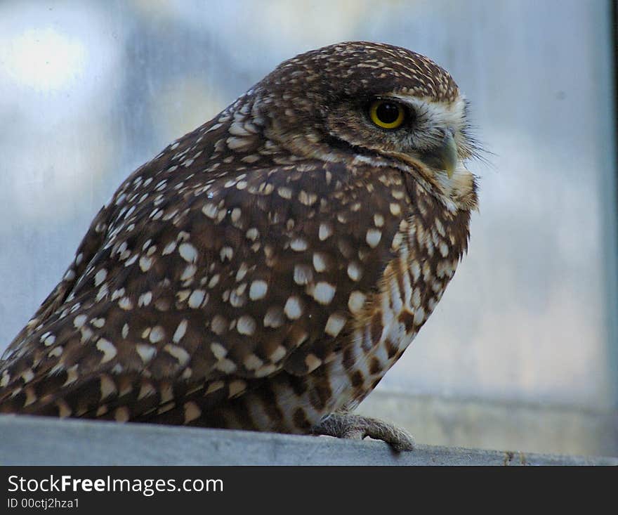 Burrowing Owl (3)