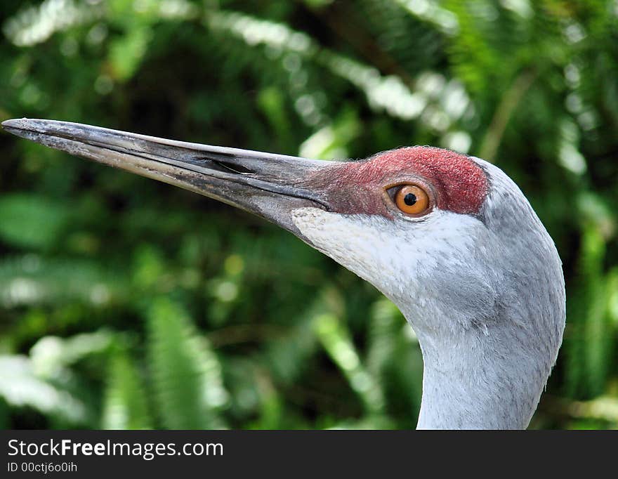 This is a sandhill crane, taken n tampa florida, ths is a  head shot. This is a sandhill crane, taken n tampa florida, ths is a  head shot